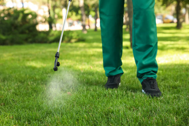 Best Termite Control Services  in Combe, LA