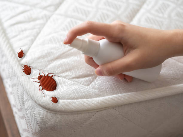 Best Local Pest Control Services  in Combe, LA