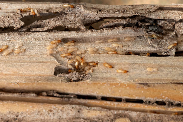 Best Flea Control Services  in Combe, LA